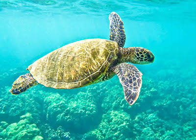 Green sea turtle swimming over coral in clear turquoise water